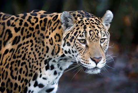  Der tanzende Jaguar - Eine Ode an die wilde Schönheit des Amazonas